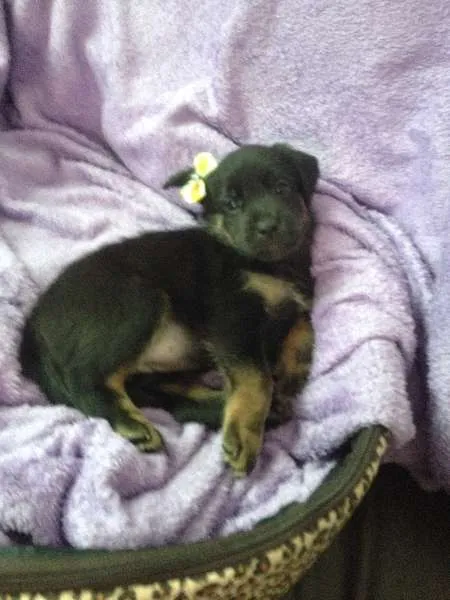 Cachorro ra a SRD idade Abaixo de 2 meses nome Sem nome