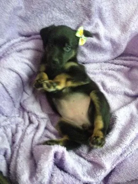 Cachorro ra a SRD idade Abaixo de 2 meses nome Sem nome