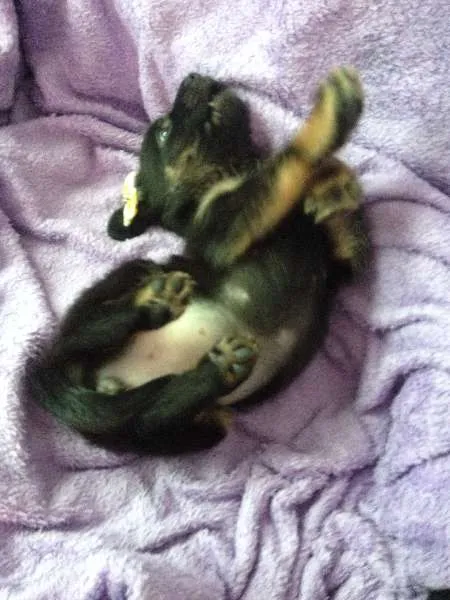Cachorro ra a SRD idade Abaixo de 2 meses nome Sem nome