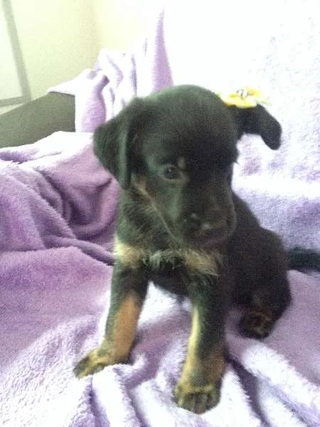 Cachorro ra a SRD idade Abaixo de 2 meses nome Sem nome