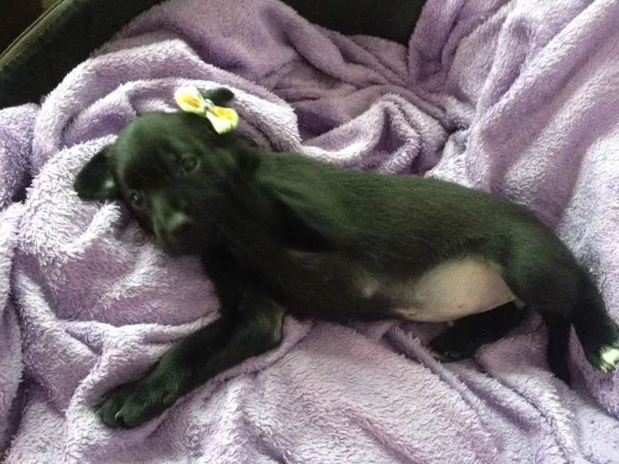 Cachorro ra a SRD idade Abaixo de 2 meses nome Sem nome