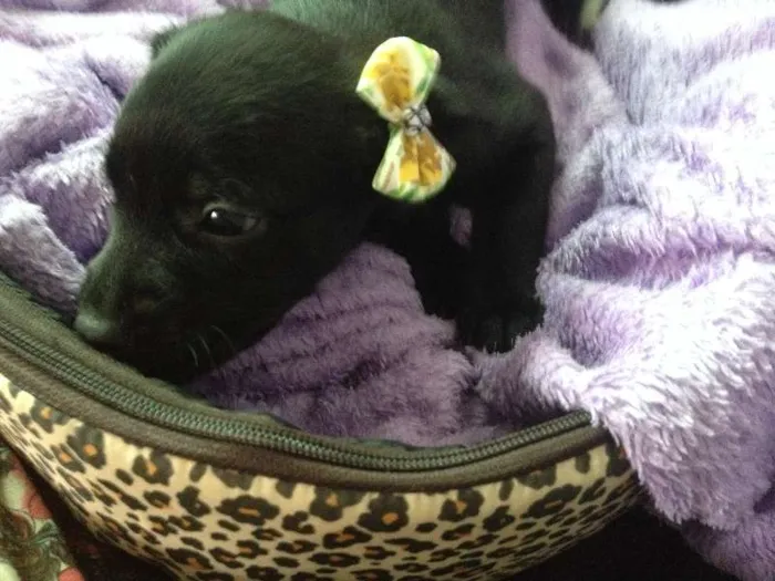 Cachorro ra a SRD idade Abaixo de 2 meses nome Sem nome