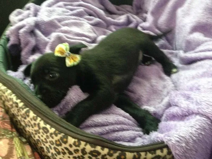 Cachorro ra a SRD idade Abaixo de 2 meses nome Sem nome
