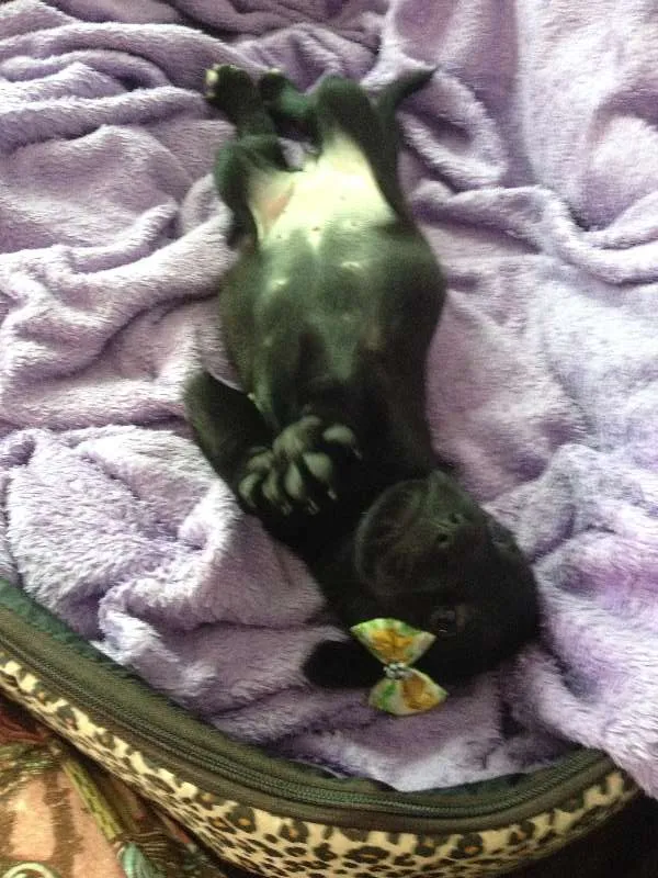 Cachorro ra a SRD idade Abaixo de 2 meses nome Sem nome