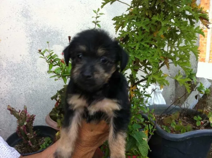 Cachorro ra a SRD idade 2 a 6 meses nome Amelie