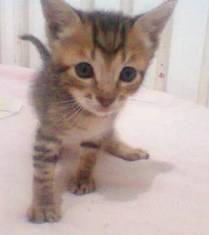 Gato ra a vira lata idade Abaixo de 2 meses nome sem nome