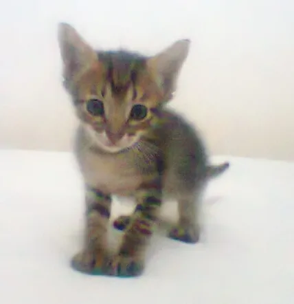 Gato ra a vira lata idade Abaixo de 2 meses nome sem nome