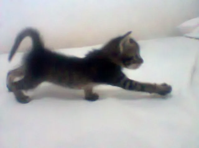 Gato ra a vira lata idade Abaixo de 2 meses nome sem nome
