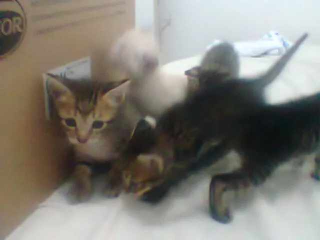 Gato ra a vira lata idade Abaixo de 2 meses nome sem nome