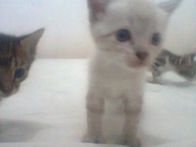 Gato ra a vira lata idade Abaixo de 2 meses nome sem nome