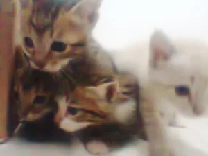 Gato raça vira lata idade Abaixo de 2 meses nome sem nome