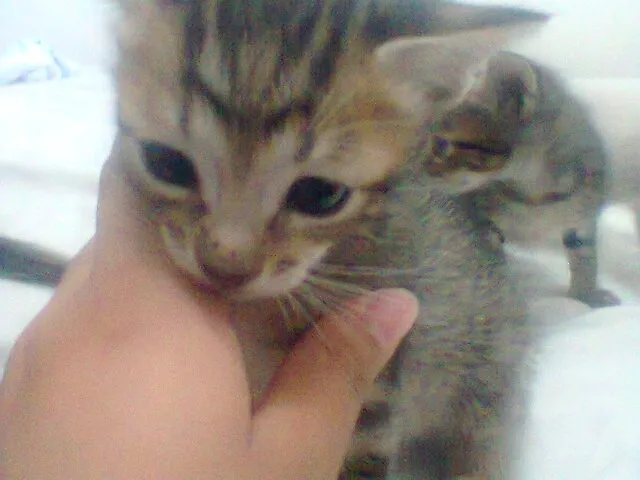 Gato ra a vira lata idade Abaixo de 2 meses nome sem nome