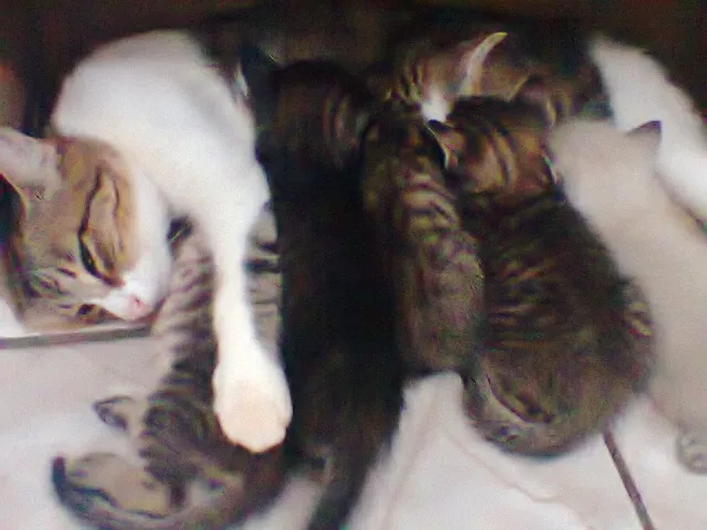 Gato ra a vira lata idade Abaixo de 2 meses nome sem nome