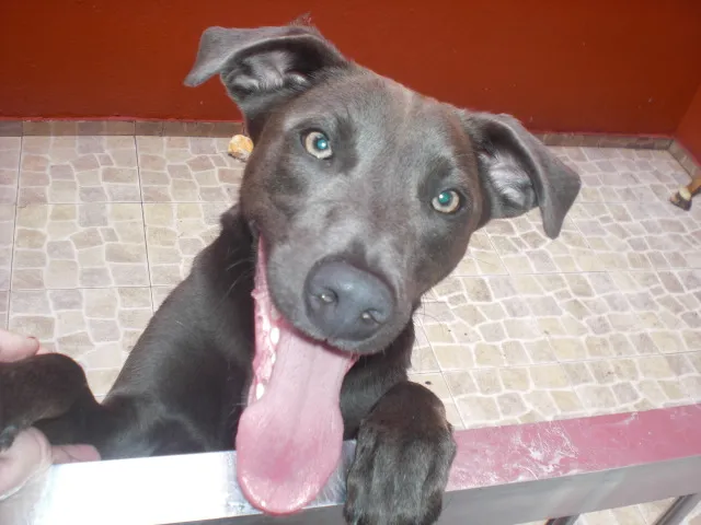 Cachorro ra a SRD idade 3 anos nome Eros
