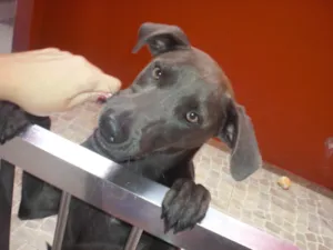 Cachorro raça SRD idade 3 anos nome Eros