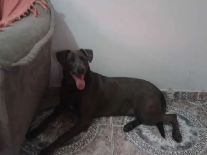 Cachorro ra a SRD idade 3 anos nome Eros