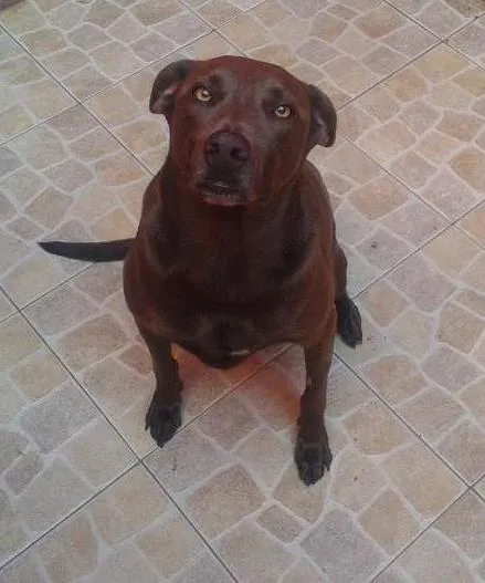 Cachorro ra a SRD idade 3 anos nome Eros