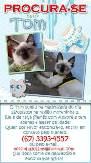 Gato raça Siamês idade 2 a 6 meses nome tom