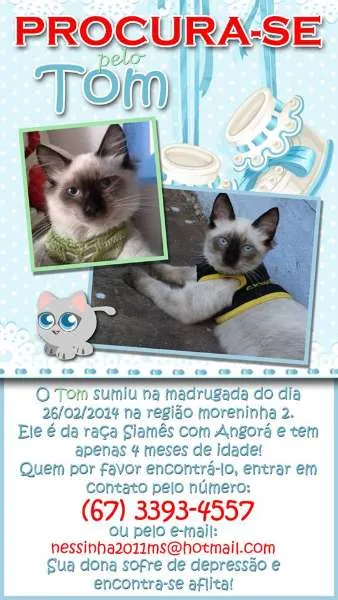 Gato ra a Siamês idade 2 a 6 meses nome tom