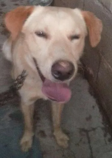 Cachorro ra a Não definida idade 2 anos nome Zeus