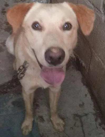Cachorro ra a Não definida idade 2 anos nome Zeus