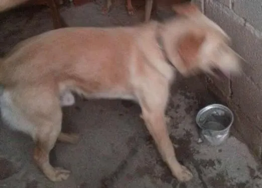 Cachorro ra a Não definida idade 2 anos nome Zeus