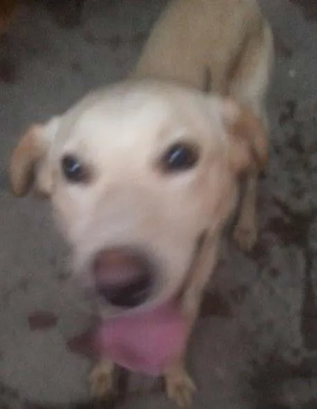 Cachorro ra a Não definida idade 2 anos nome Zeus