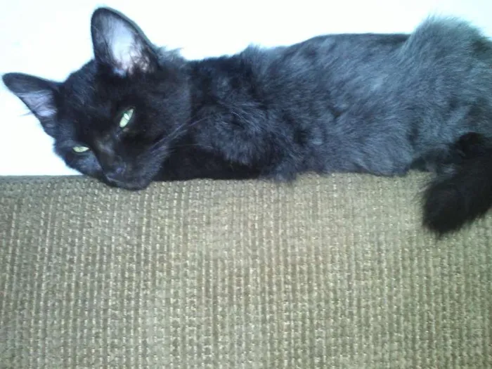 Gato ra a SRD idade 7 a 11 meses nome ROMEU CASTRADO