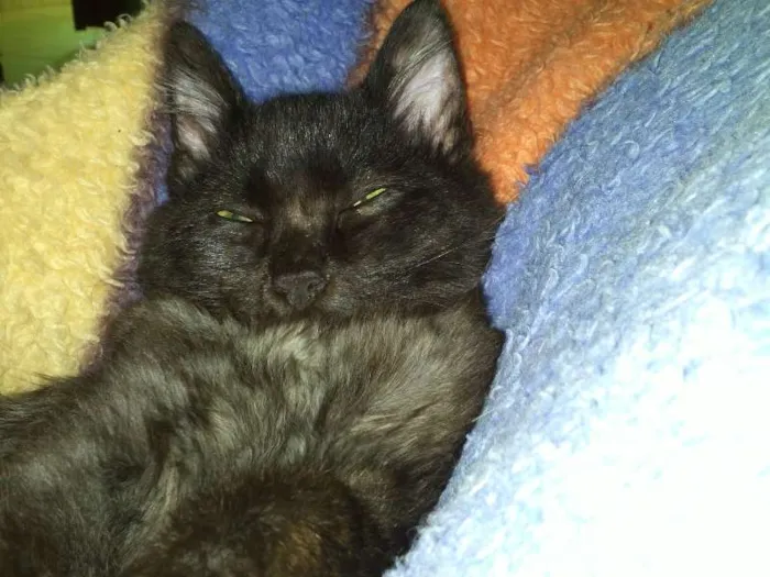 Gato ra a SRD idade 7 a 11 meses nome ROMEU CASTRADO