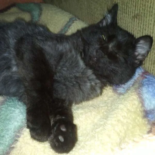 Gato ra a SRD idade 7 a 11 meses nome ROMEU CASTRADO