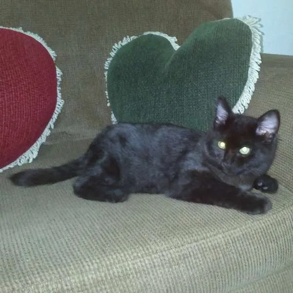 Gato ra a SRD idade 7 a 11 meses nome ROMEU CASTRADO