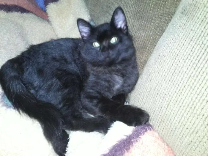 Gato ra a SRD idade 7 a 11 meses nome ROMEU CASTRADO