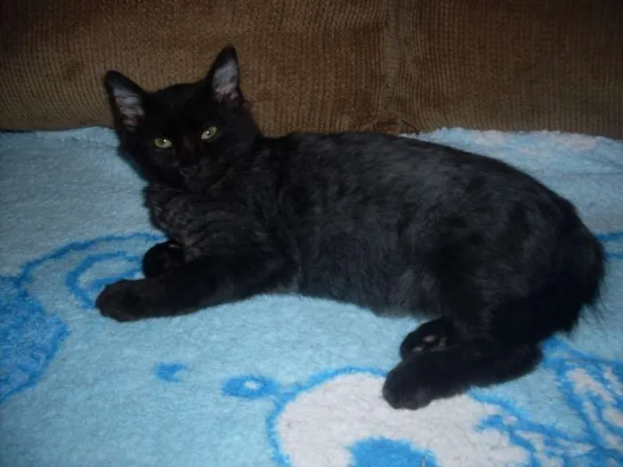 Gato ra a SRD idade 7 a 11 meses nome ROMEU CASTRADO