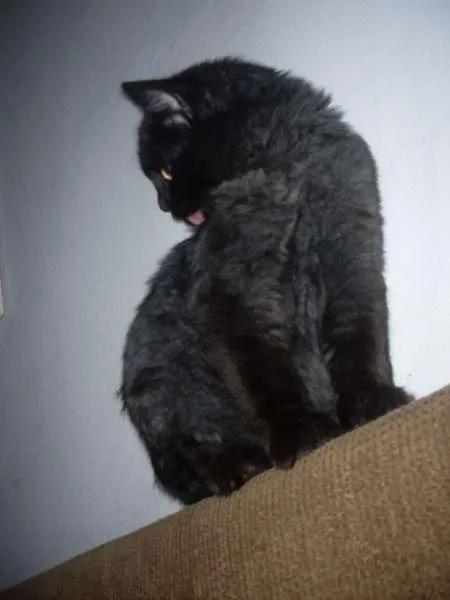 Gato ra a SRD idade 7 a 11 meses nome ROMEU CASTRADO