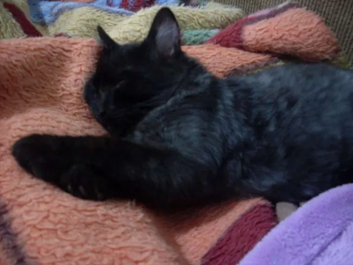 Gato ra a SRD idade 7 a 11 meses nome ROMEU CASTRADO