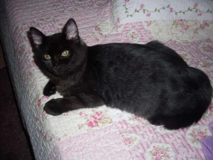 Gato ra a SRD idade 7 a 11 meses nome ROMEU CASTRADO