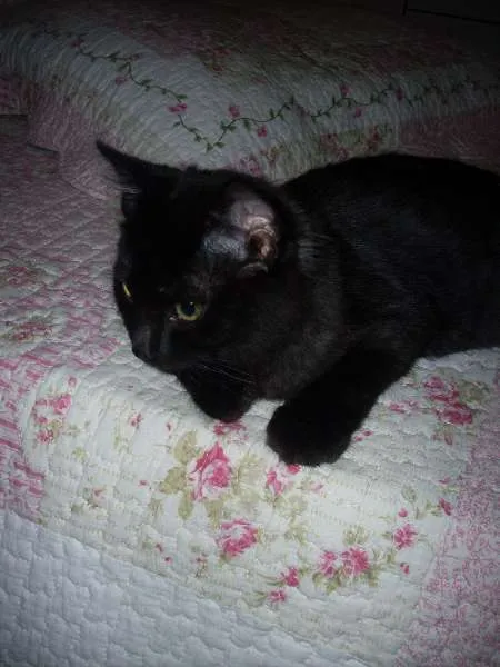 Gato ra a SRD idade 7 a 11 meses nome ROMEU CASTRADO