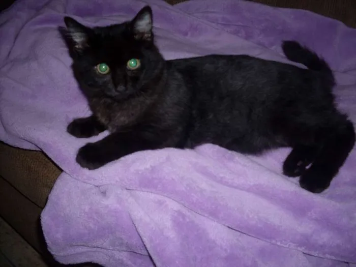 Gato ra a SRD idade 7 a 11 meses nome ROMEU CASTRADO
