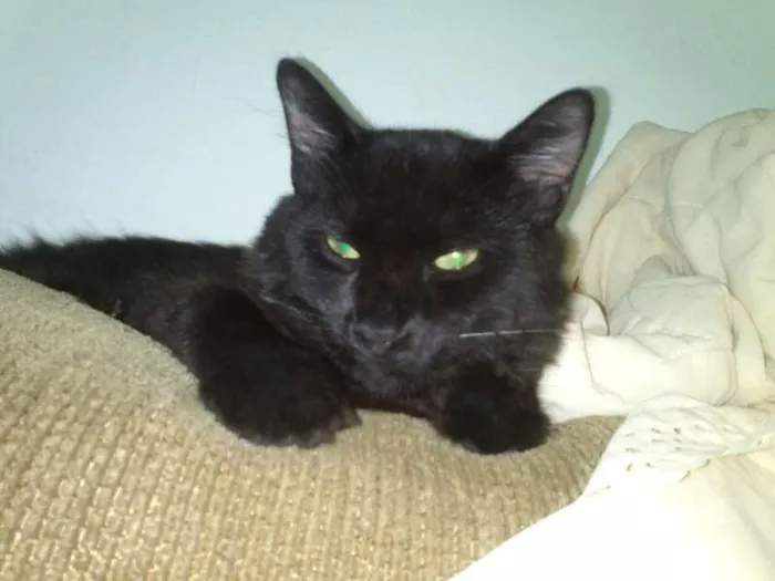 Gato ra a SRD idade 7 a 11 meses nome ROMEU CASTRADO