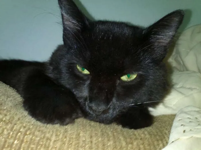 Gato ra a SRD idade 7 a 11 meses nome ROMEU CASTRADO