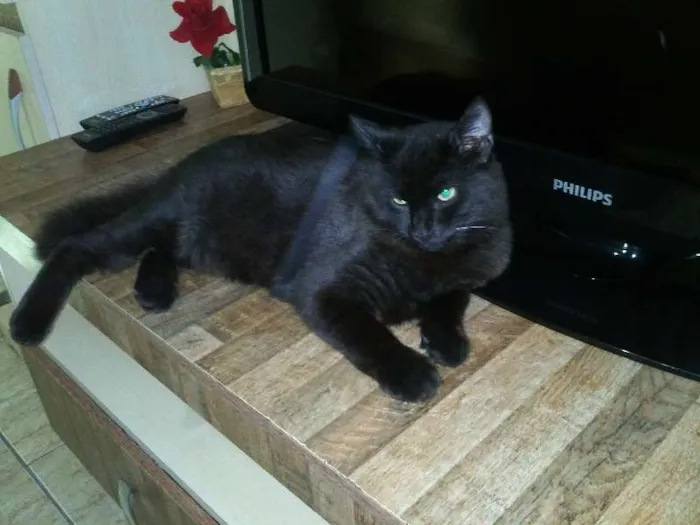 Gato ra a SRD idade 7 a 11 meses nome ROMEU CASTRADO