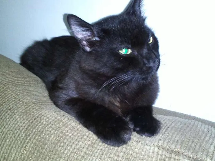 Gato ra a SRD idade 7 a 11 meses nome ROMEU CASTRADO