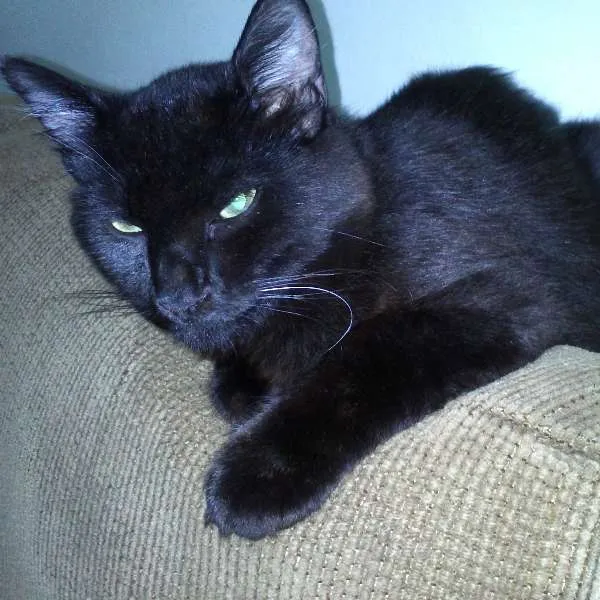 Gato ra a SRD idade 7 a 11 meses nome ROMEU CASTRADO