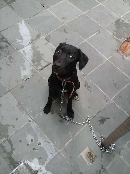 Cachorro ra a indefinida idade 2 a 6 meses nome shofia