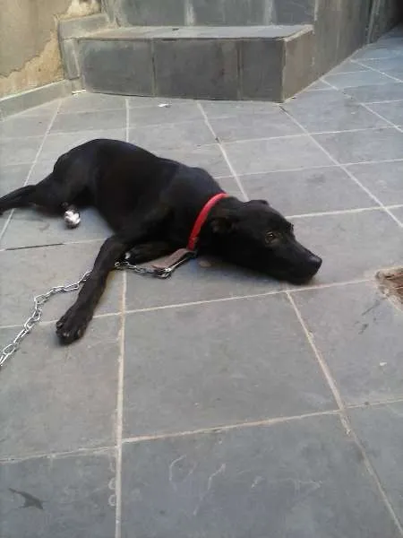 Cachorro ra a indefinida idade 2 a 6 meses nome shofia