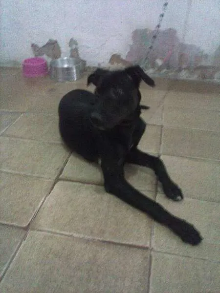 Cachorro ra a indefinida idade 2 a 6 meses nome shofia