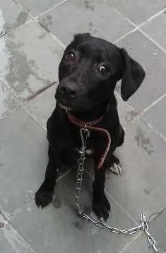 Cachorro raça indefinida idade 2 a 6 meses nome shofia