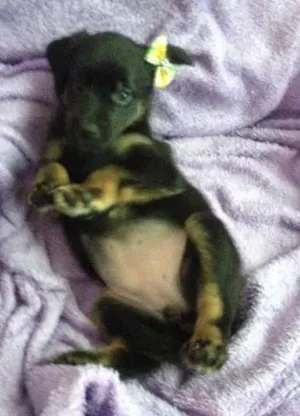 Cachorro raça SRD idade Abaixo de 2 meses nome Sem nome
