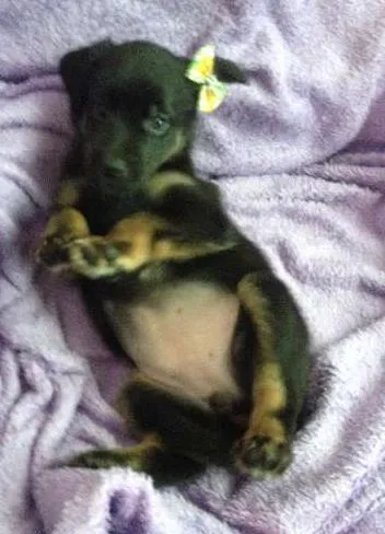 Cachorro ra a SRD idade Abaixo de 2 meses nome Sem nome