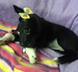 Cachorro raça SRD idade Abaixo de 2 meses nome Sem nome